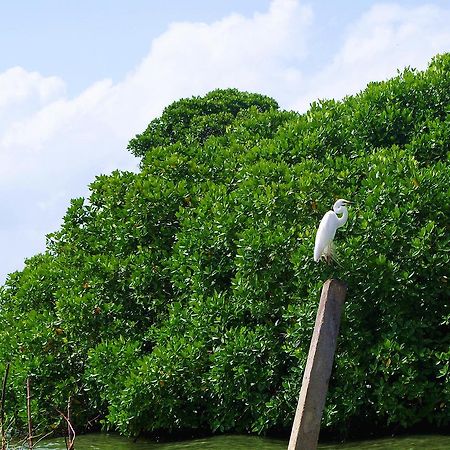 Villa Eco Green Negombo Exteriör bild